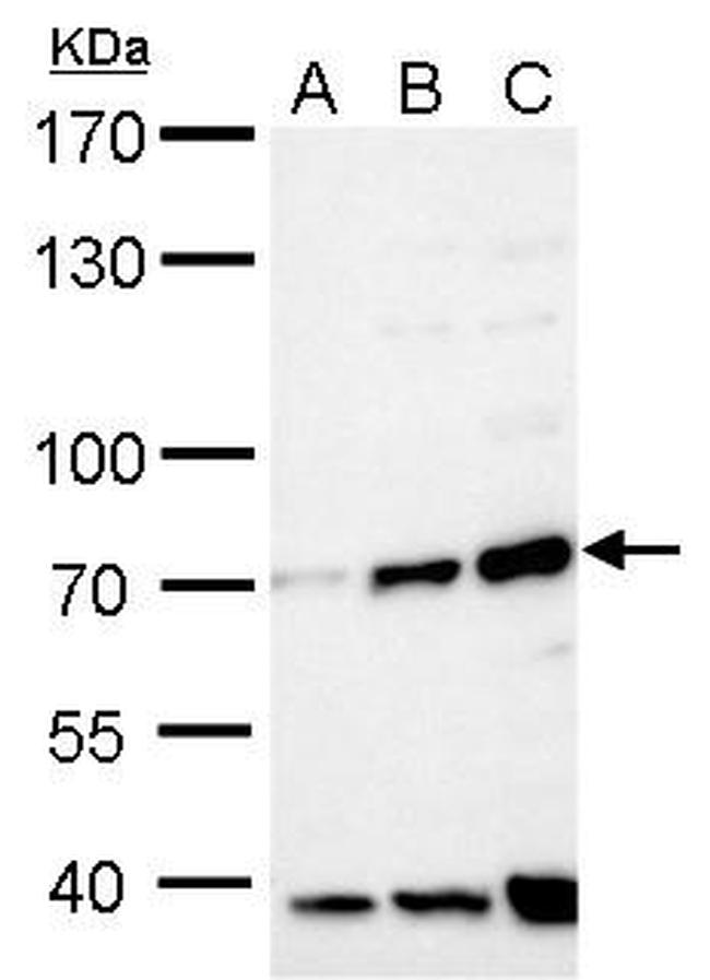 FBXW8 Antibody in Western Blot (WB)