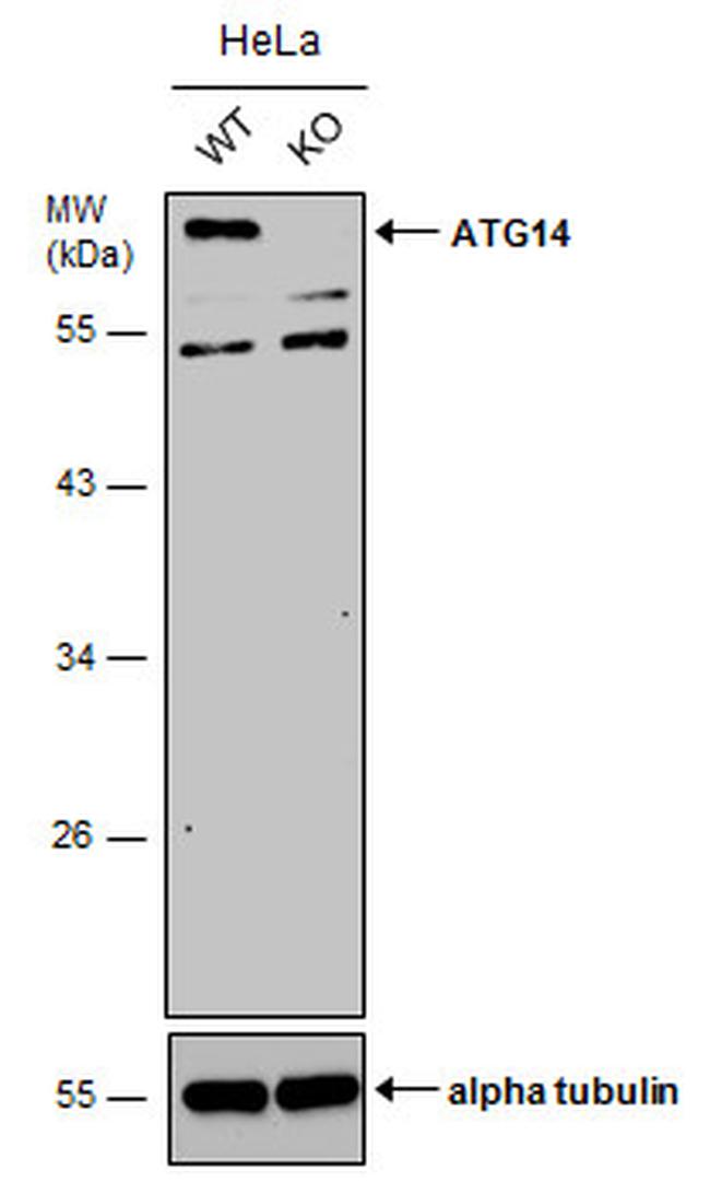 ATG14 Antibody in Western Blot (WB)