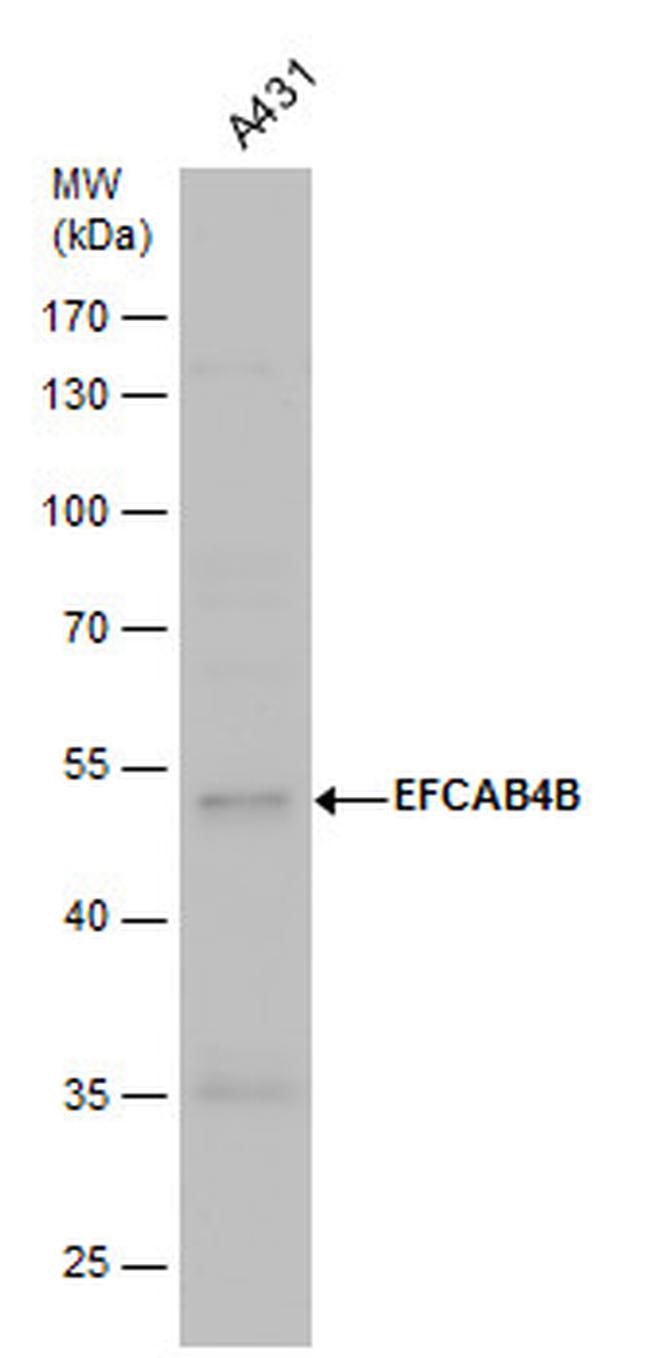 EFCAB4B Antibody in Western Blot (WB)