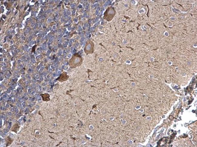 SPATA13 Antibody in Immunohistochemistry (Paraffin) (IHC (P))