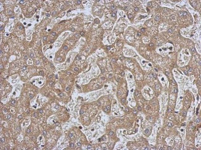 CPEB1 Antibody in Immunohistochemistry (Paraffin) (IHC (P))