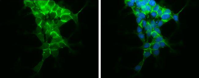 N-cadherin Antibody in Immunocytochemistry (ICC/IF)