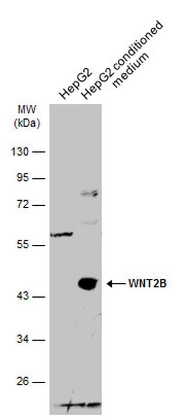 WNT2B Antibody in Western Blot (WB)