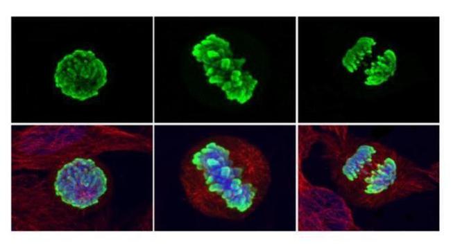 Phospho-Histone H3 (Ser10) Antibody in Immunocytochemistry (ICC/IF)