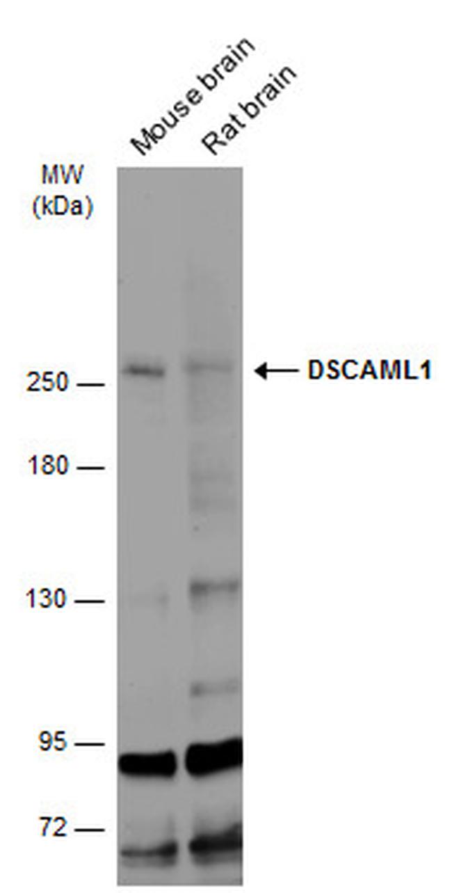 DSCAML1 Antibody in Western Blot (WB)