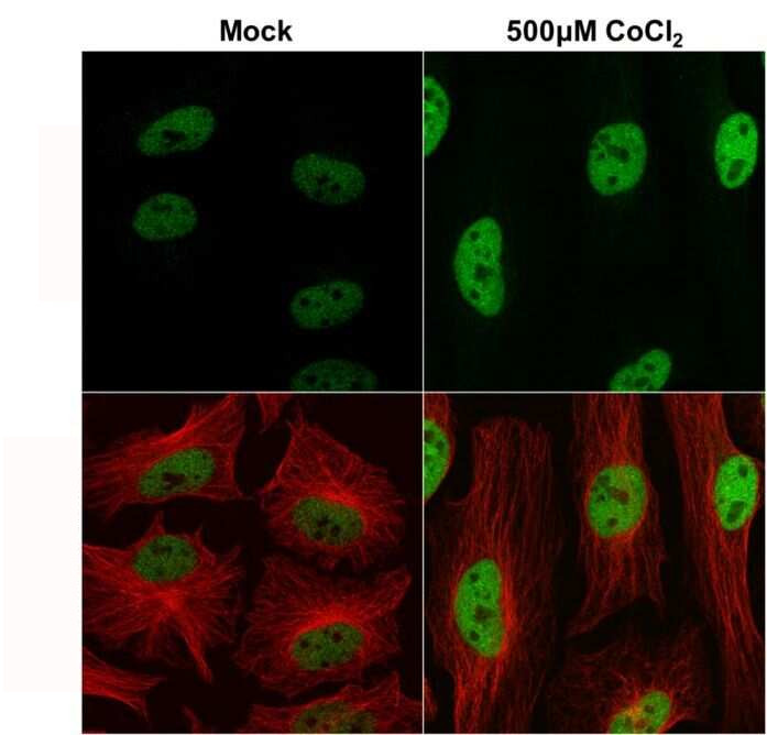 HIF-1 beta Antibody in Immunocytochemistry (ICC/IF)