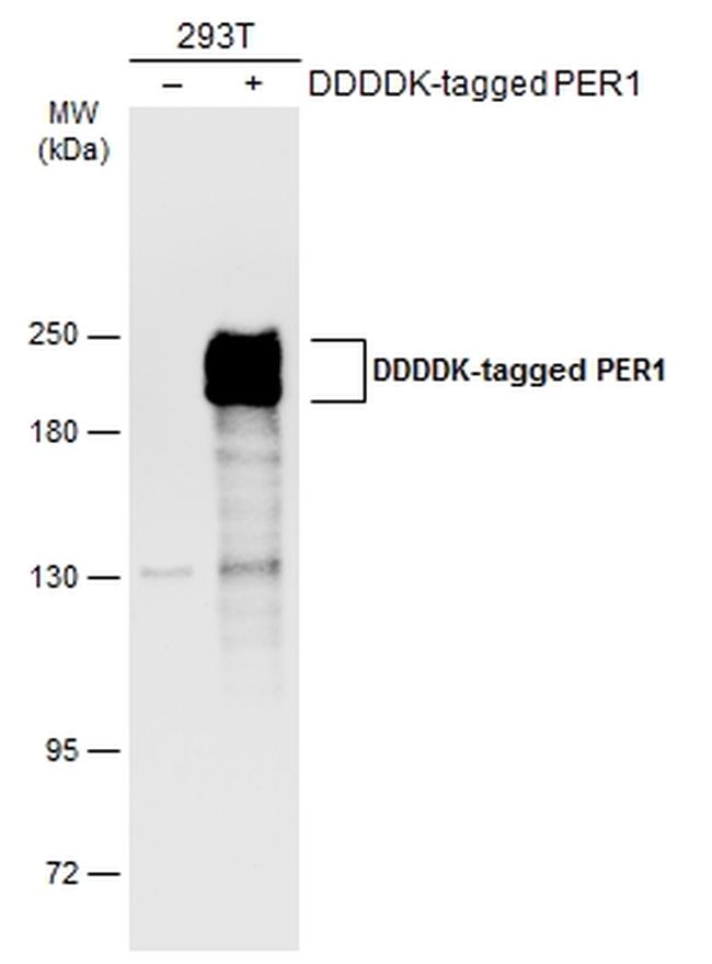 PER1 Antibody in Western Blot (WB)