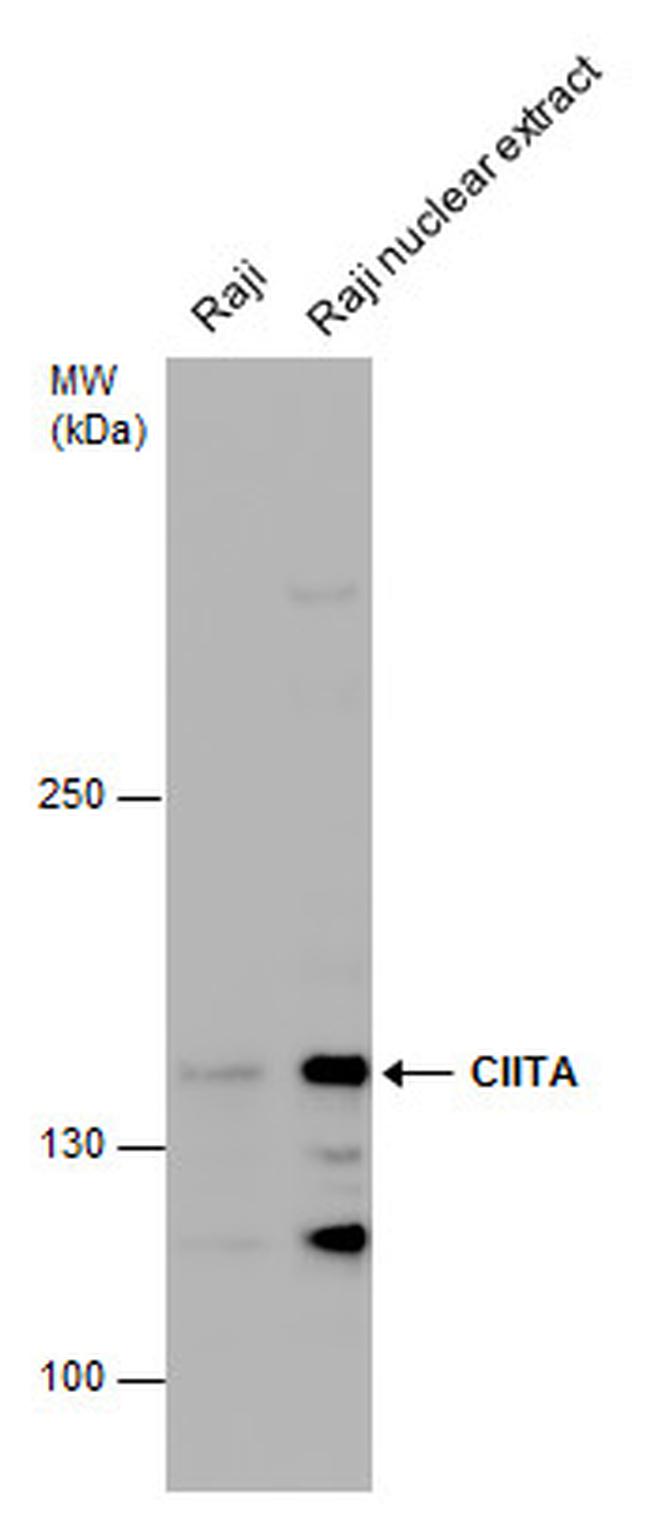 CIITA Antibody in Western Blot (WB)