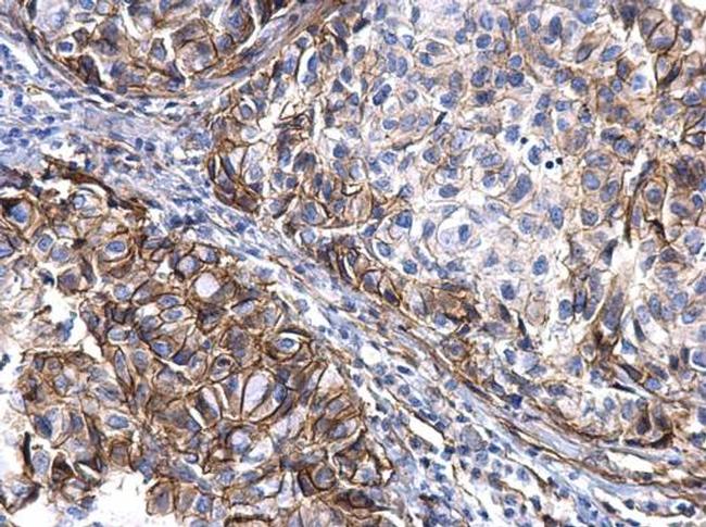 TGF alpha Antibody in Immunohistochemistry (Paraffin) (IHC (P))