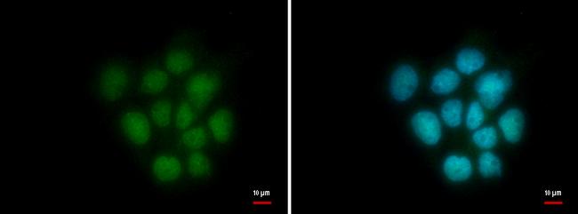 HMGB2 Antibody in Immunocytochemistry (ICC/IF)