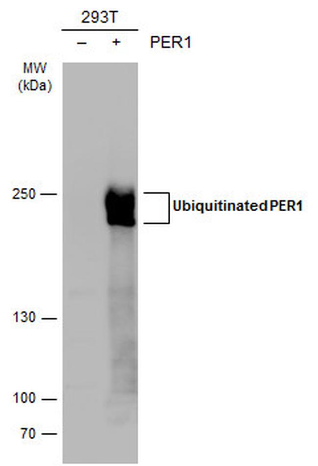 PER1 Antibody in Western Blot (WB)