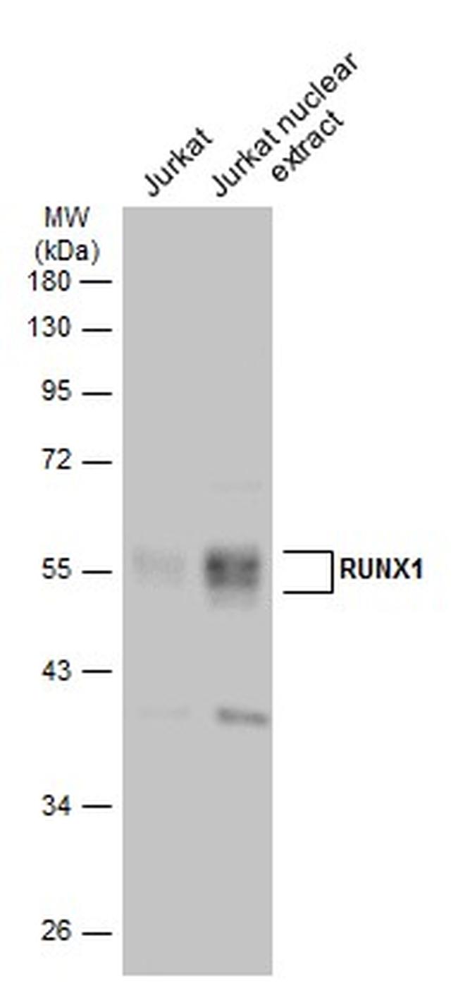 RUNX1 Antibody in Western Blot (WB)