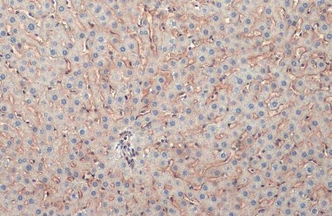 COL4A1 Antibody in Immunohistochemistry (Paraffin) (IHC (P))