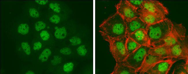 BCLAF1 Antibody in Immunocytochemistry (ICC/IF)