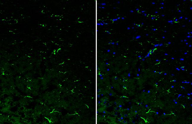 IL-10 Antibody in Immunohistochemistry (Frozen) (IHC (F))