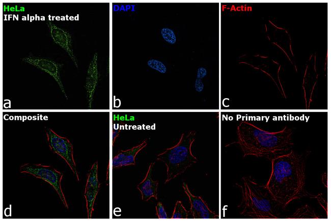 IRF7 Antibody in Immunocytochemistry (ICC/IF)