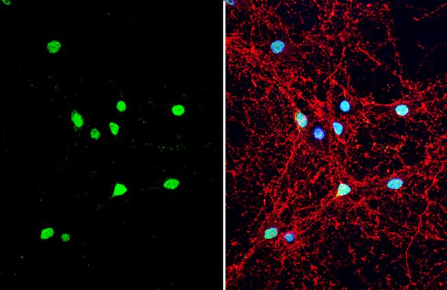 NPY Antibody in Immunocytochemistry (ICC/IF)