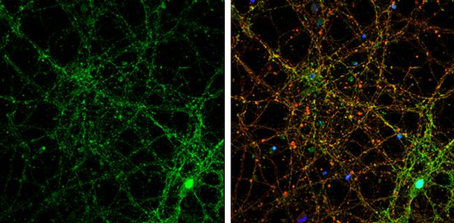 PSD-95 Antibody in Immunocytochemistry (ICC/IF)