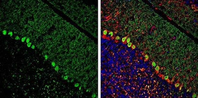 ITPKA Antibody in Immunohistochemistry (Frozen) (IHC (F))