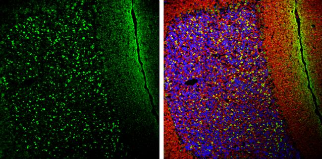 alpha Synuclein Antibody in Immunohistochemistry (Frozen) (IHC (F))