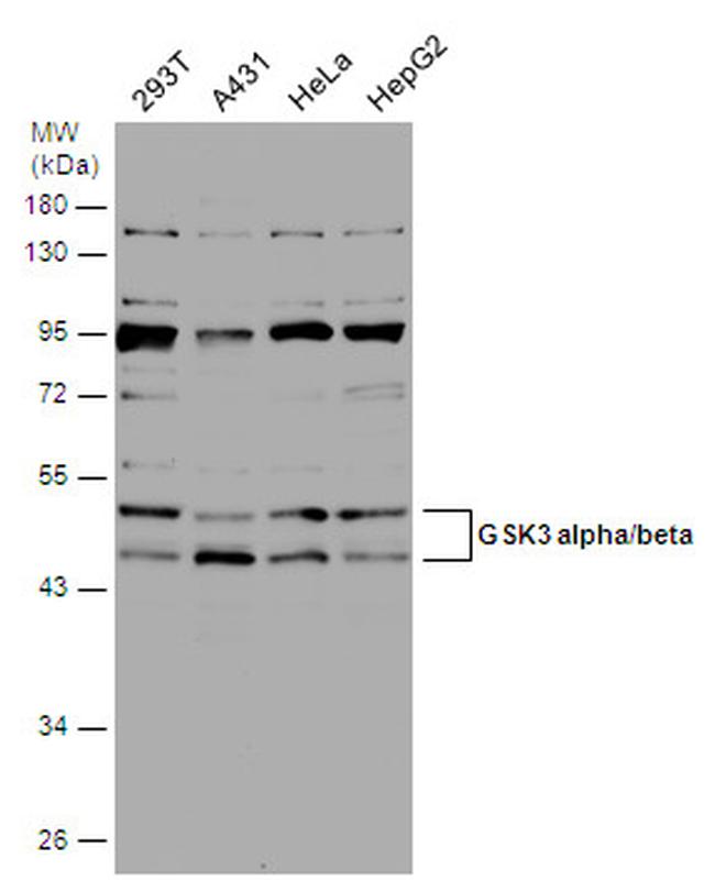 Phospho-GSK3 alpha/beta (Tyr279, Tyr216) Antibody in Western Blot (WB)