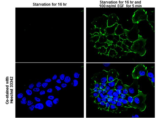 Phospho-EGFR (Tyr1086) Antibody in Immunocytochemistry (ICC/IF)