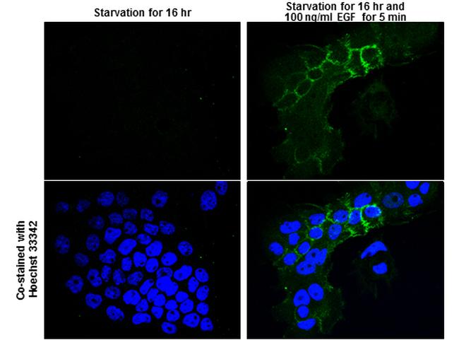 Phospho-EGFR (Tyr845) Antibody in Immunocytochemistry (ICC/IF)