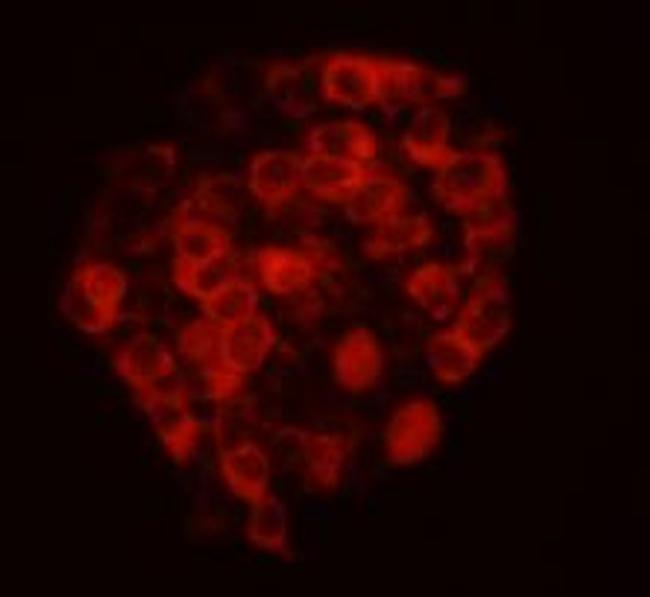 CELSR2 Antibody in Immunocytochemistry (ICC/IF)