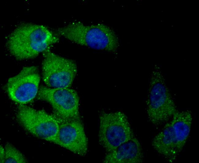 DLL4 (delta-like 4) Antibody in Immunocytochemistry (ICC/IF)