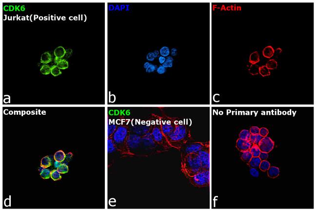 CDK6 Antibody in Immunocytochemistry (ICC/IF)