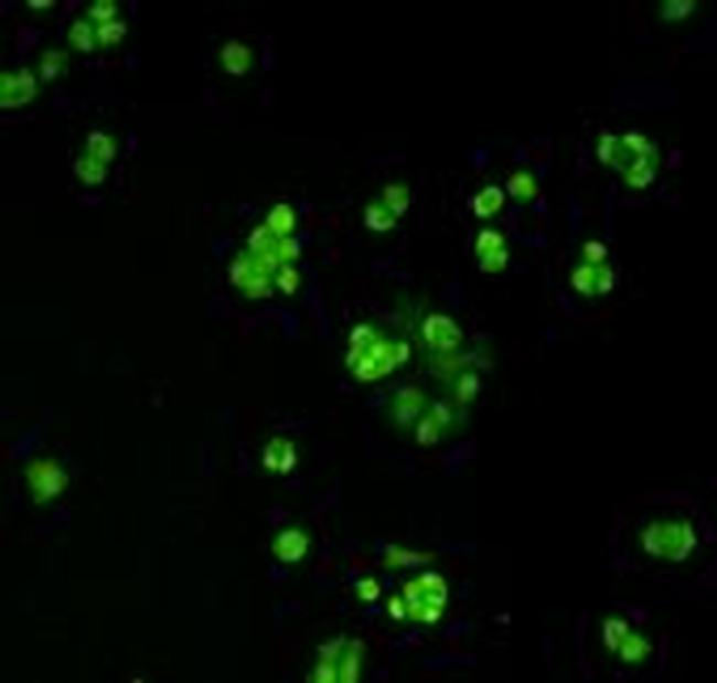 MGMT Antibody in Immunocytochemistry (ICC/IF)