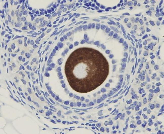 OOEP Antibody in Immunohistochemistry (Paraffin) (IHC (P))