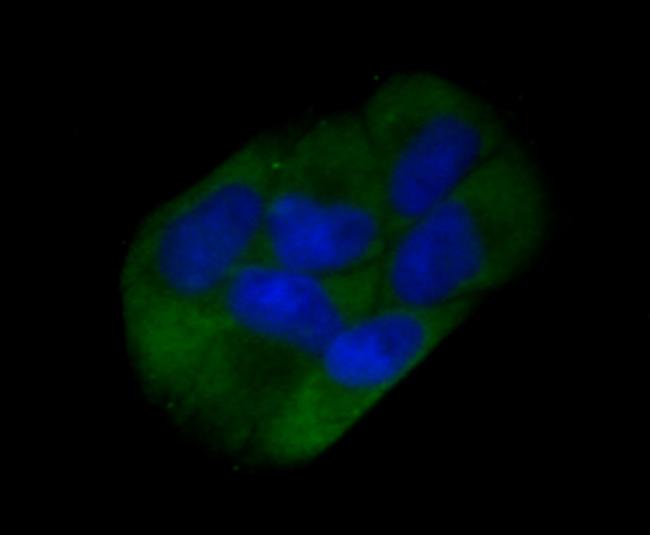 CD73 Antibody in Immunocytochemistry (ICC/IF)