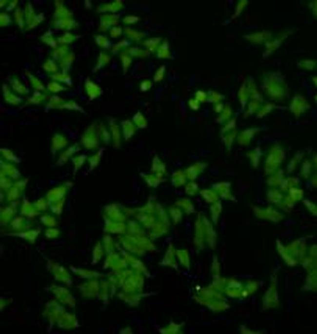 DUSP5 Antibody in Immunocytochemistry (ICC/IF)