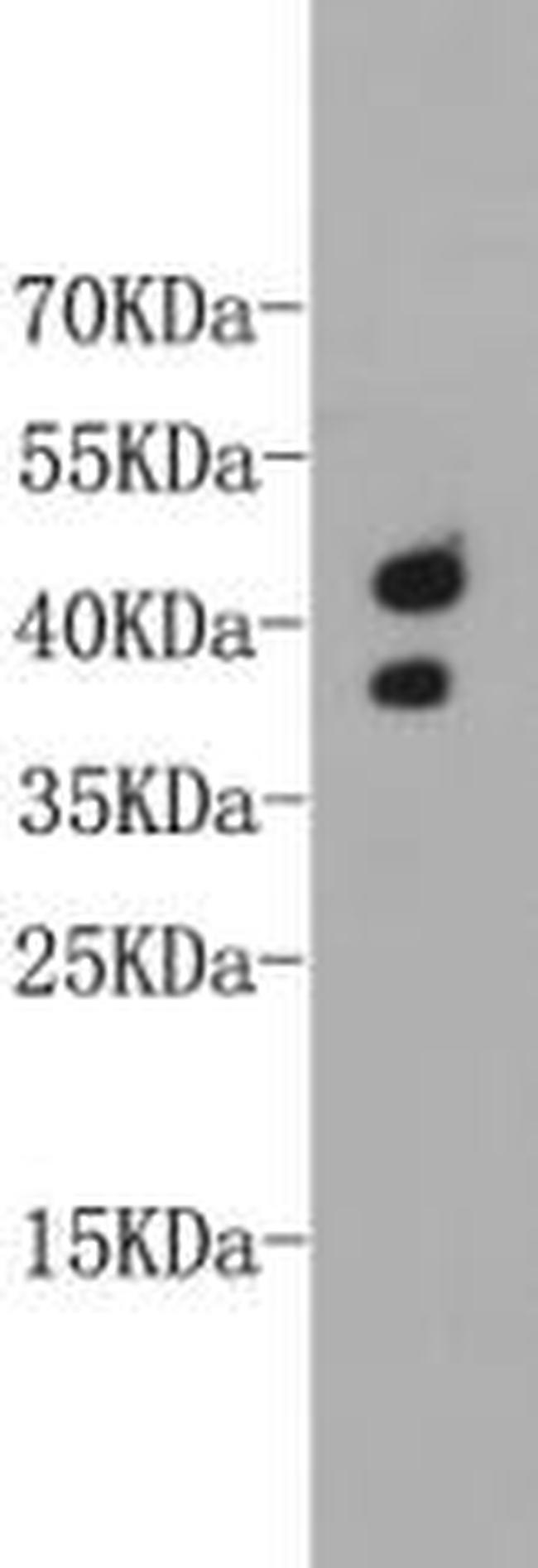 CD24 Antibody in Western Blot (WB)