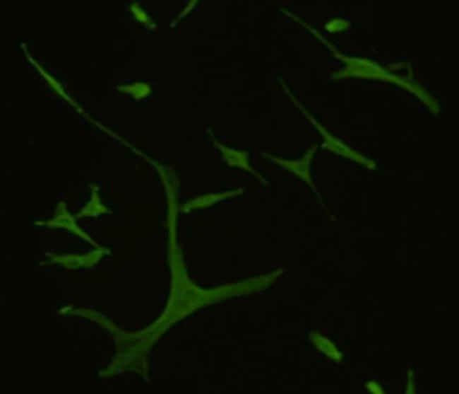 GPR132 Antibody in Immunocytochemistry (ICC/IF)