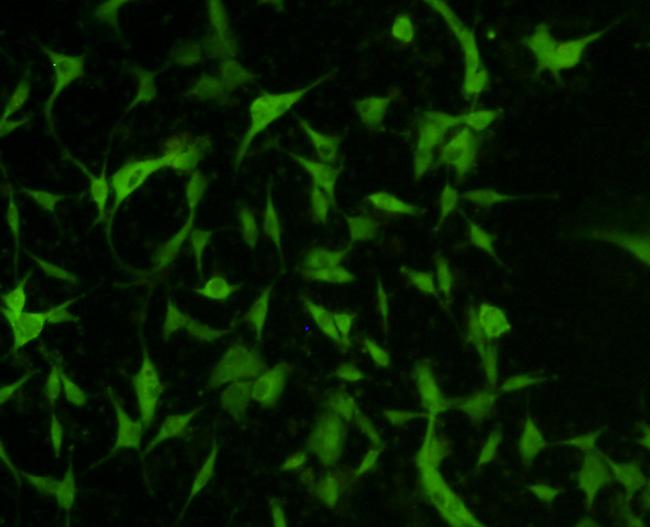 TESPA1 Antibody in Immunocytochemistry (ICC/IF)