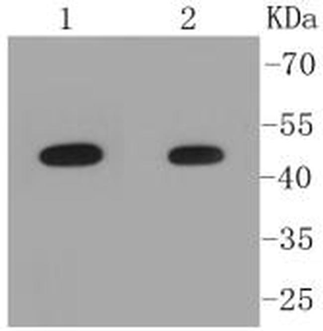 PYGO2 Antibody in Western Blot (WB)