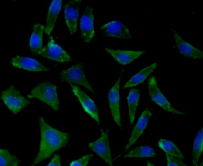 PRDX2 Antibody in Immunocytochemistry (ICC/IF)