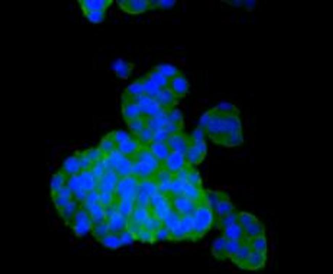 PHD2 Antibody in Immunocytochemistry (ICC/IF)