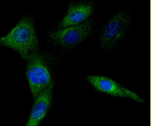 PD-L1 (CD274) Antibody in Immunocytochemistry (ICC/IF)