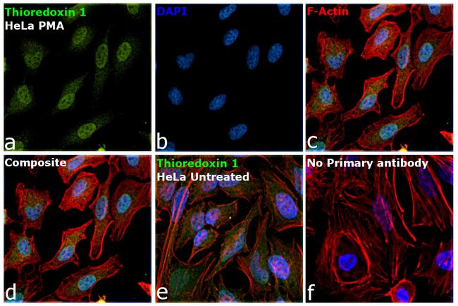 Thioredoxin 1 Antibody in Immunocytochemistry (ICC/IF)