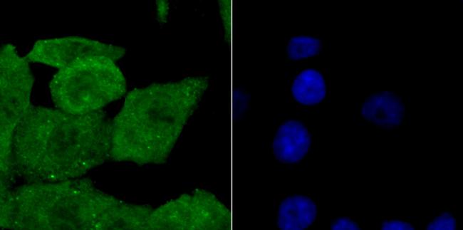 SHP-1 Antibody in Immunocytochemistry (ICC/IF)