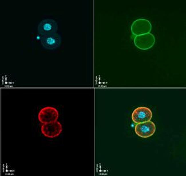 OOEP Antibody in Immunocytochemistry (ICC/IF)