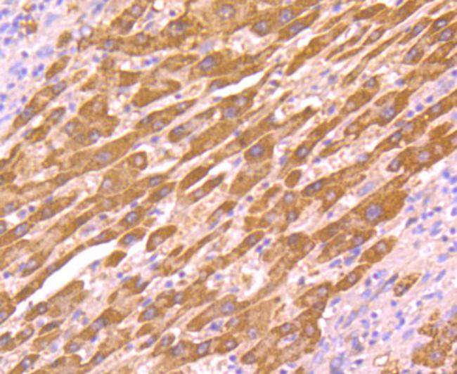 AKR1C1 Antibody in Immunohistochemistry (Paraffin) (IHC (P))