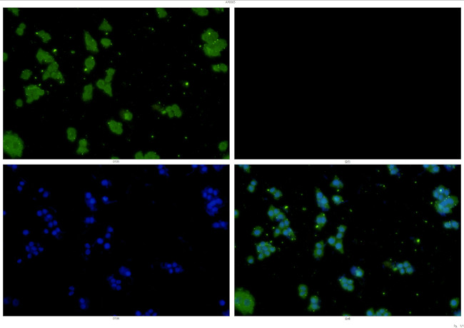 STAT3 Antibody in Immunocytochemistry (ICC/IF)