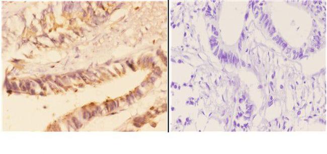 Acetylcholinesterase Antibody in Immunohistochemistry (Paraffin) (IHC (P))