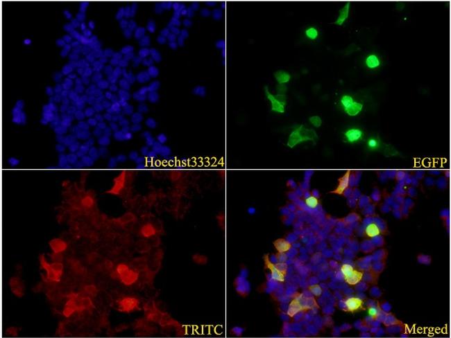 ATG5 Antibody in Immunocytochemistry (ICC/IF)