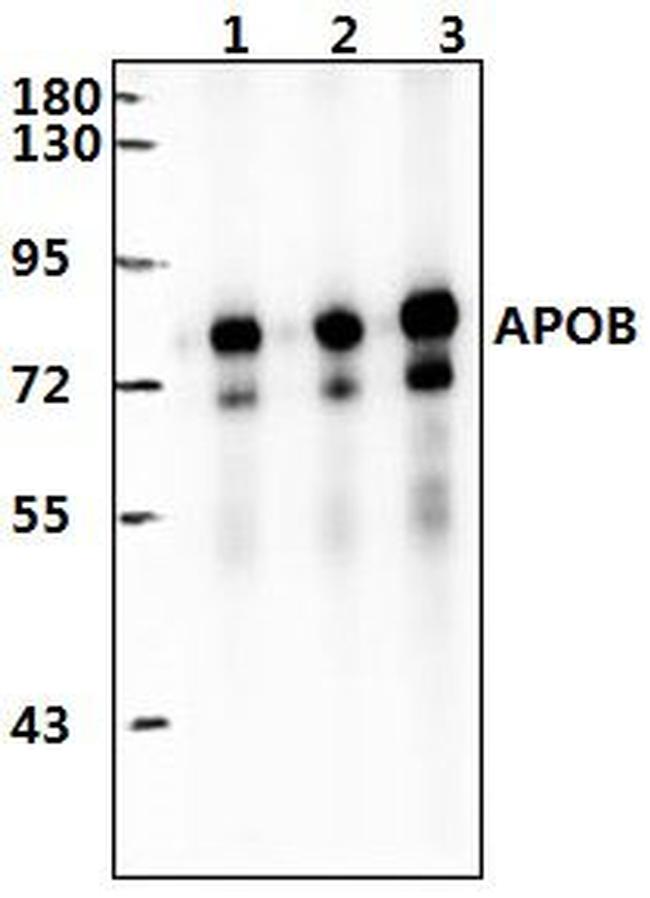 Apolipoprotein B Antibody in Western Blot (WB)