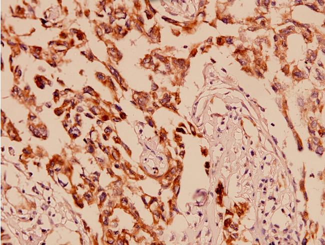 AMPK alpha-1 Antibody in Immunohistochemistry (Paraffin) (IHC (P))